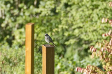 İsviçre 'nin Zürih kentindeki tahta direkte oturan Siyah Kırmızıparmak (Phoenicurus ochruros)