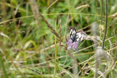 İsviçre 'nin Rougemont şehrinde küçük, kaba bir kelebeğin üzerinde oturan Marled White (Melanargia galaksisi) kelebeği