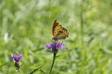 İsviçre 'nin Zürih kentindeki pembe çiçekte oturan gümüş renginde Fritillary kelebeği (Argynnis paphia)