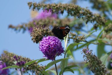 Avrupa tavus kuşu kelebeği (Aglais io) İsviçre 'nin Zürih kentinde yaz leylağına tünemiştir.