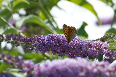 İsviçre 'nin Zürih kentinde yaz leylağı üzerinde oturan gümüş renkli Fritillary (Argynnis paphia) kelebeği