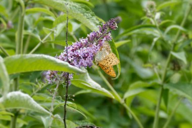 İsviçre 'nin Zürih kentinde yaz leylağı üzerinde oturan gümüş renkli Fritillary (Argynnis paphia) kelebeği