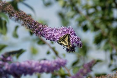 Eski Dünya Kırlangıç Kuyruğu (