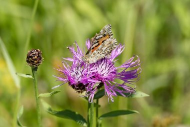Boyalı Kadın (Vanessa Cardui) İsviçre 'nin Zürih şehrinde pembe bir scabiosa üzerinde oturan kelebek