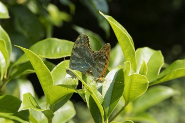 İsviçre 'nin Zürih kentinde yeşil bir yaprak üzerinde çiftleşen iki gümüş yıkanmış Fritiller Kelebeği (Argynnis Paphia)