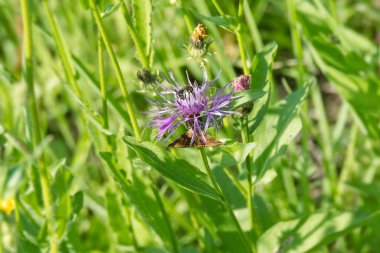 Burnet güve (Euclidia glyphica) İsviçre 'nin Zürih kentinde pembe bir çiçeğin üzerine tünemiş kelebek.