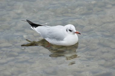 İsviçre 'nin Zürih kentindeki gölde yüzen siyah başlı martı (Chroicocephalus ridibundus)