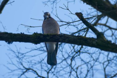 Avrasyalı Jay (Garrulus glandarius) İsviçre 'nin Zürih kentindeki bir ağaç dalına tünedi.
