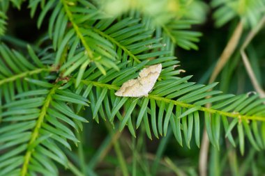 Yellow shell moth (Camptogramma bilineata) sitting on a tree branch in Zurich, Switzerland