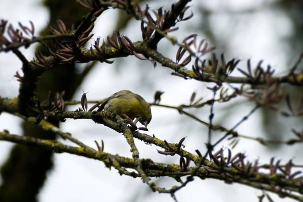 Zürih, İsviçre 'de bir ağaç dalında oturan Avrasyalı Siskin (Spinus spinus)