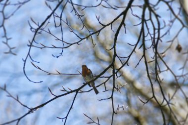 Zürih, İsviçre 'de bir ağaç dalında oturan Avrupa bülbülü (Erithacus rubecula)