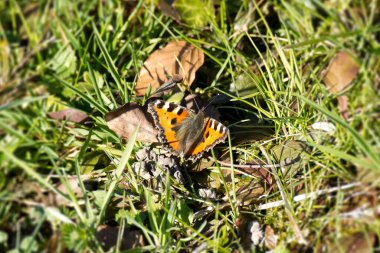 Small tortoiseshell butterfly (Aglais urticae) sitting on a grass field in Zurich, Switzerland