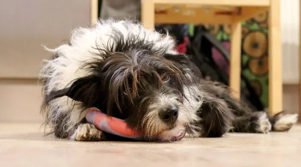 Üzgün, nostaljik köpek pembe bir oyuncağa sarılıyor ve kameraya bakıyor..