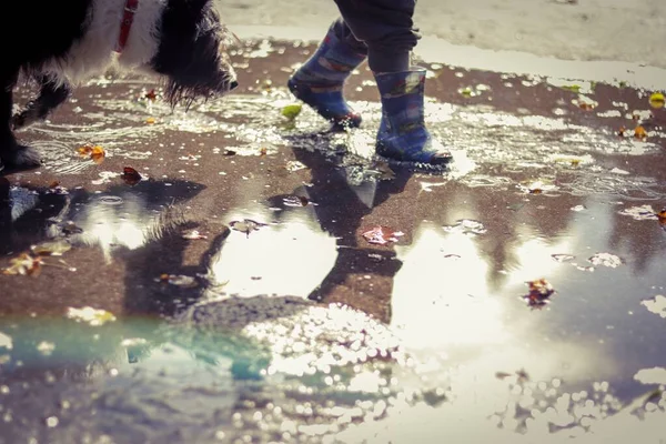 Mavi Wellingtons giyen bir çocuğun yansıması ve kırmızı yakalı siyah beyaz bir köpeğin su birikintisinde oynaması.