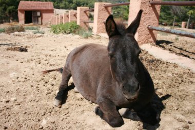 Eşek güneşli bir günde güneşleniyor.