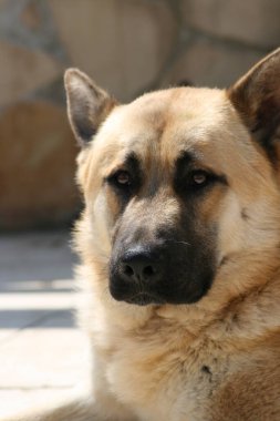 BİR ALMAN SHEPHERD Köpeğinin Fotoğrafı