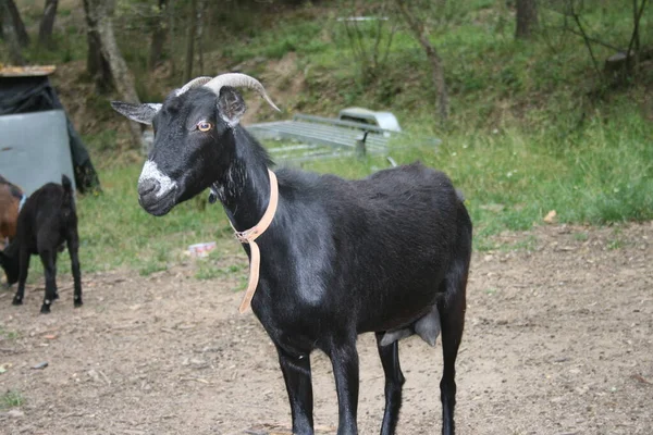 Domestic Goat Field — Stock Photo, Image