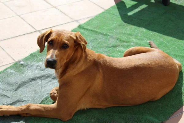 Cão Castanho Claro Descansando Sol — Fotografia de Stock