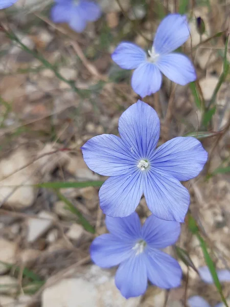 Fleurs Lin Bleu Linum Narbonense — Photo