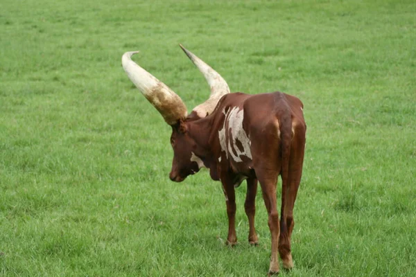 Vaca Ankole Watusi Orlando — Fotografia de Stock
