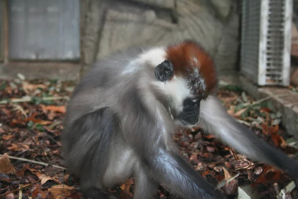 Červená Hlava Mangabey Při Pohledu Zemi — Stock fotografie