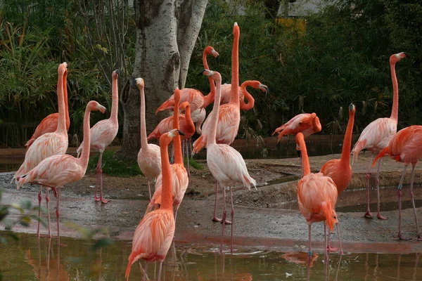 Группа Фламинго Растягивающих Шею — стоковое фото