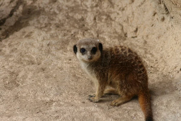 Meerkat Vakar Över Sin Rygg — Stockfoto