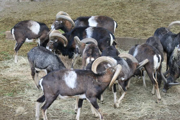Córsega Mouflon Comendo Zoológico — Fotografia de Stock