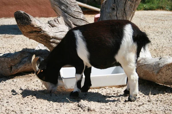 ある夏の日動物園のヤギは — ストック写真