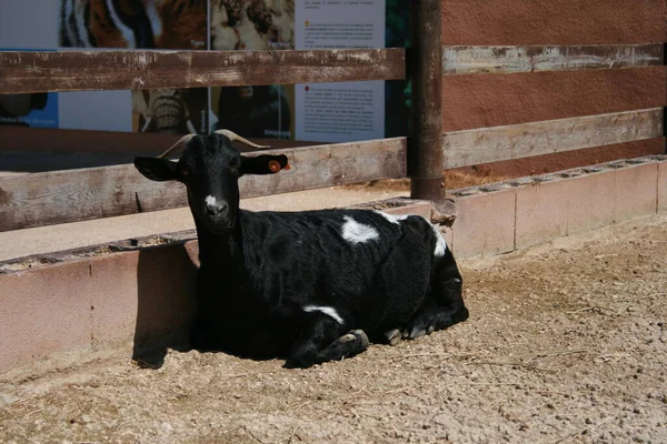 Cabras Zoológico Dia Verão — Fotografia de Stock