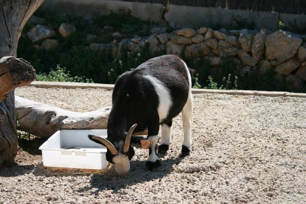 ある夏の日動物園のヤギは — ストック写真