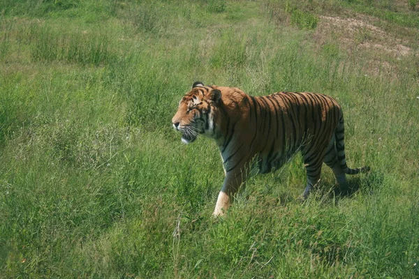 Tigre Andando Floresta — Fotografia de Stock