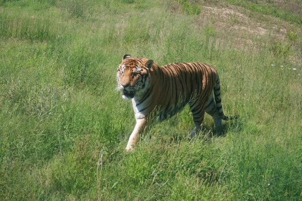 Tigre Che Cammina Nel Bosco — Foto Stock