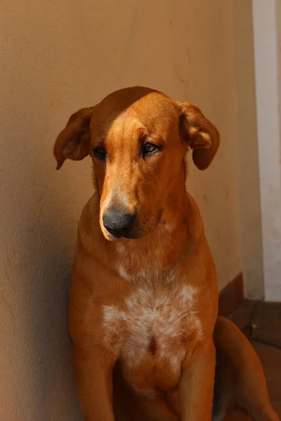 Ljusbrun Hund Vilar Solen — Stockfoto