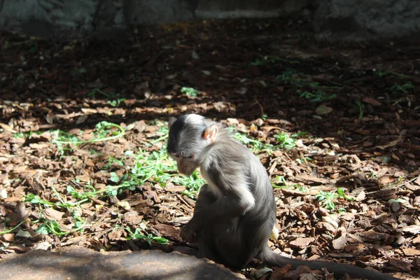 Singe Regardant Sol Par Une Journée Ensoleillée Printemps — Photo