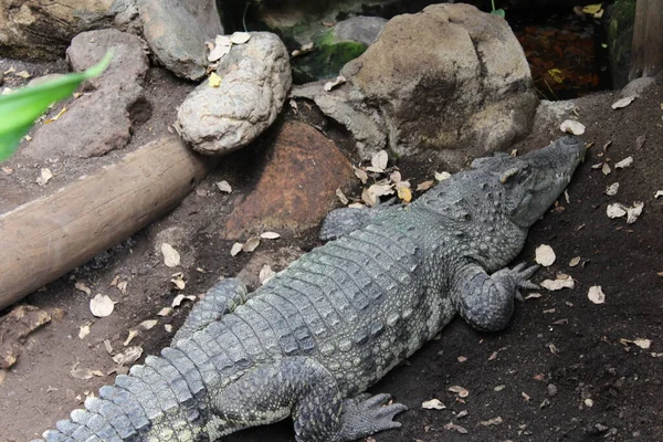 Krokodil Från Barcelonas Zoo Katalonien Spanien — Stockfoto