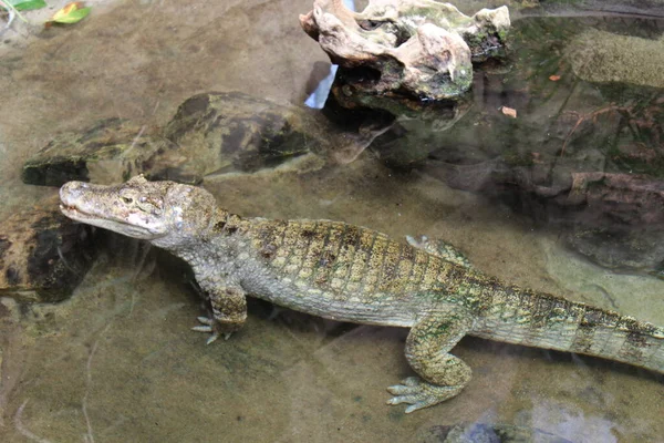 Crocodilo Zoológico Barcelona Catalunha Espanha — Fotografia de Stock
