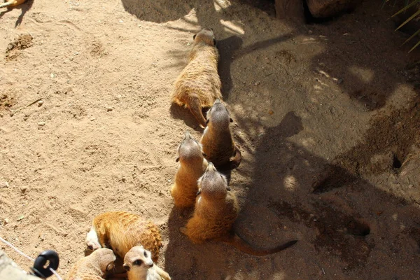 Meerkats Köar Snabbköpet — Stockfoto