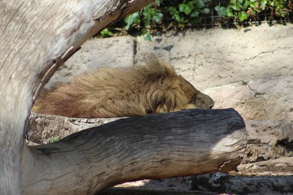 Lejon Sover Zoo Barcelona — Stockfoto