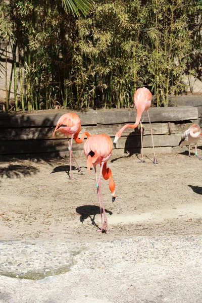 Flamingos Sunbathing Sunny March Day — Stock Photo, Image