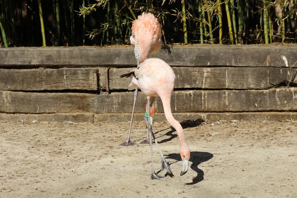 Фламинго Загорают Солнечный Мартовский День — стоковое фото