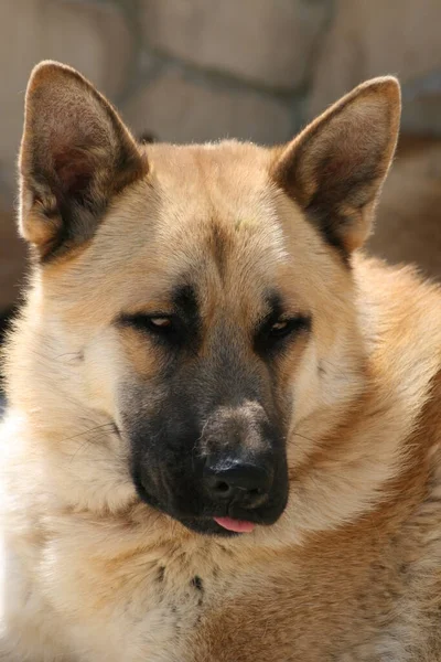 Foto Einer Deutschen Schaffhunde — Stockfoto