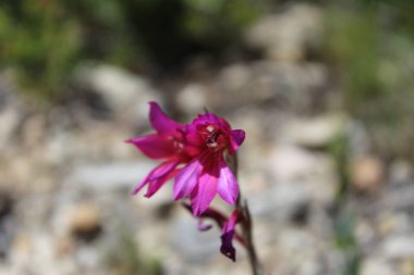 VALLIRANA Dağı 'nın Çiçeği, Bir Bahar Öğleden Sonra