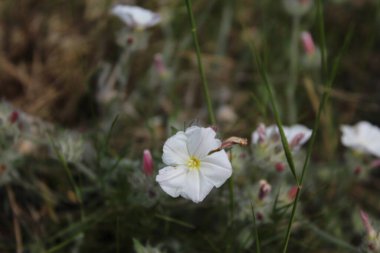VALLIRANA Dağı 'nın Çiçeği, Bir Bahar Öğleden Sonra