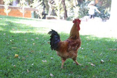 Parlak kırmızı bir tarak ve yeşil çimlerin üzerinde duran siyah kuyruk tüyleriyle canlı kahverengi bir horoz. Portekiz 'in Cascais kentindeki halka açık bir parkta yakalanan bu kuş, Portekiz' in ünlü kültürel sembolünün yaşayan bir versiyonu..