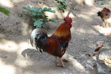 Parlak kırmızı tarak ve yanardöner kuyruk tüyleriyle renkli bir horozun yan profili. Kuş, kırsal bir çiftlik ortamında, güneş ışığı ve gölgelerle kuru bir zeminde duruyor..