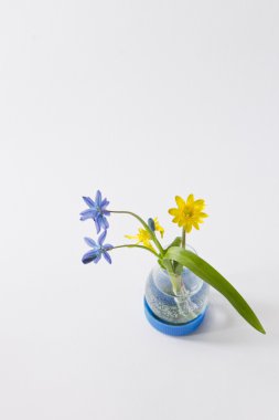 hafif bir b doğaçlama vazoda sarı ve mavi bahar campanula'lar