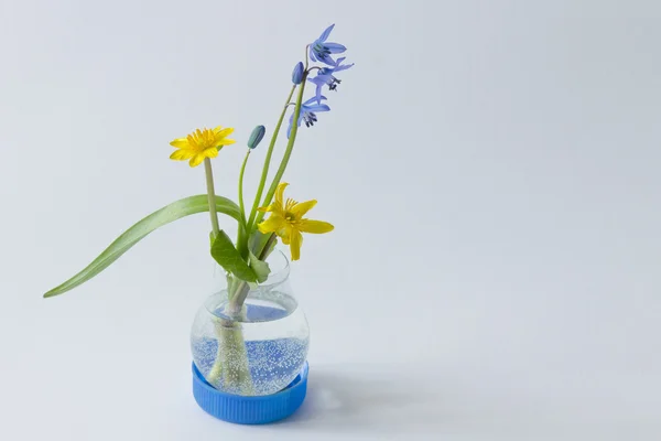 Primas de primavera amarillas y azules en jarrón improvisado sobre una luz b — Foto de Stock