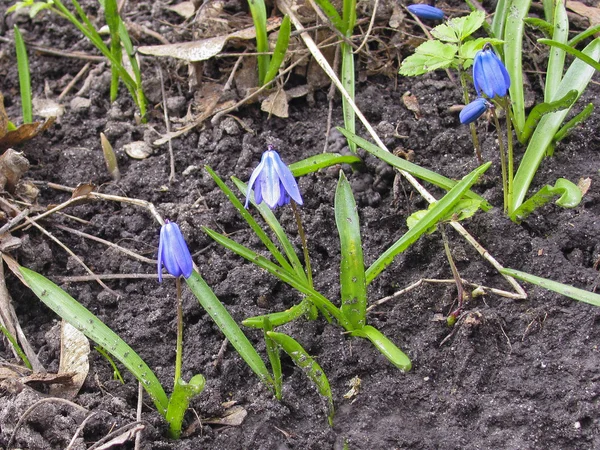 Blå snödroppe (Scilla) - de första blommorna i skogen våren — Stockfoto