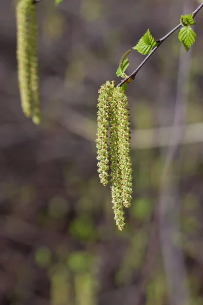 Die Blütenstände an Birkenzweigen im Frühling auf einer Unschärfe — Stockfoto
